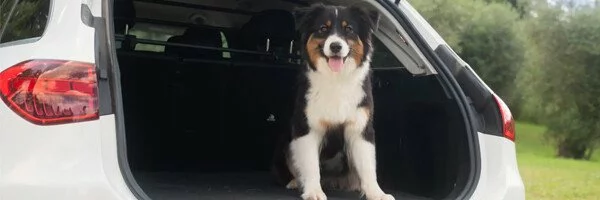 Car Dog &amp; Cargo Barriers