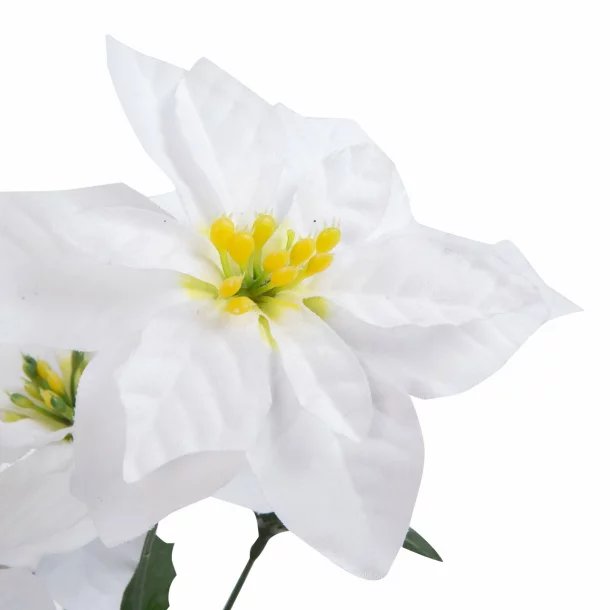 Decor de sărbători - Poinsettia albă