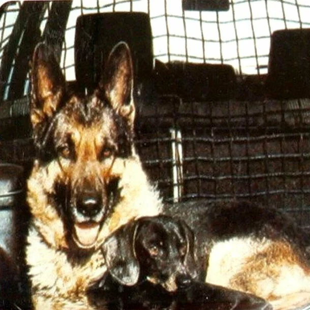 Universal protection net - 120x50 cm cm