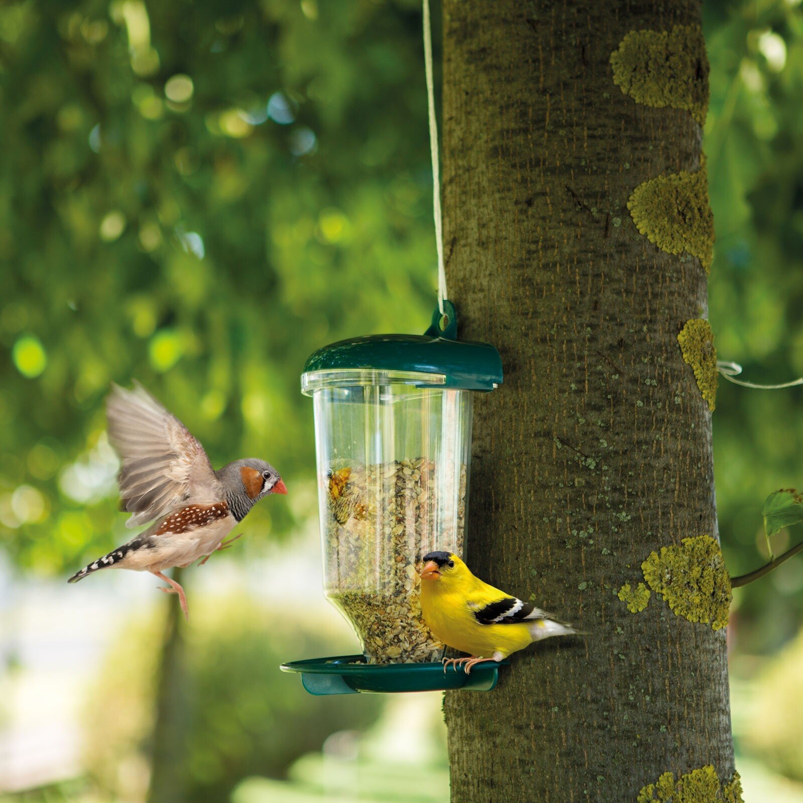 Bird Feeder with suction cup thumb