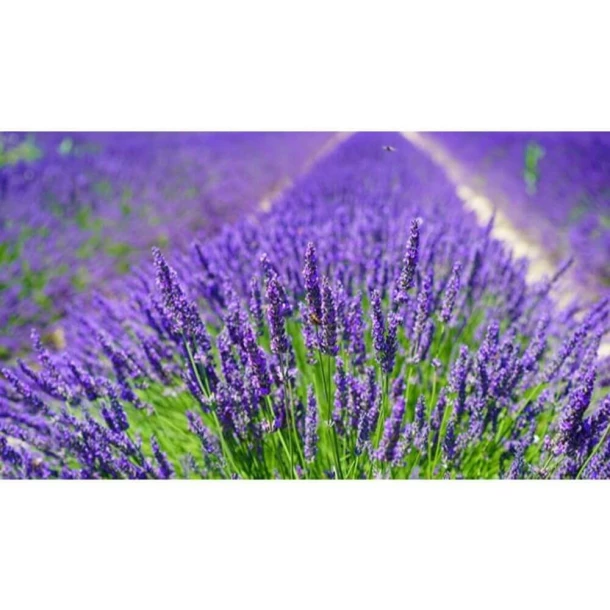 Set dispozitiv electric universal 12/24V si rezerva lichid impotriva tantarilor Raid, Lavanda 30 nopti, 21ml